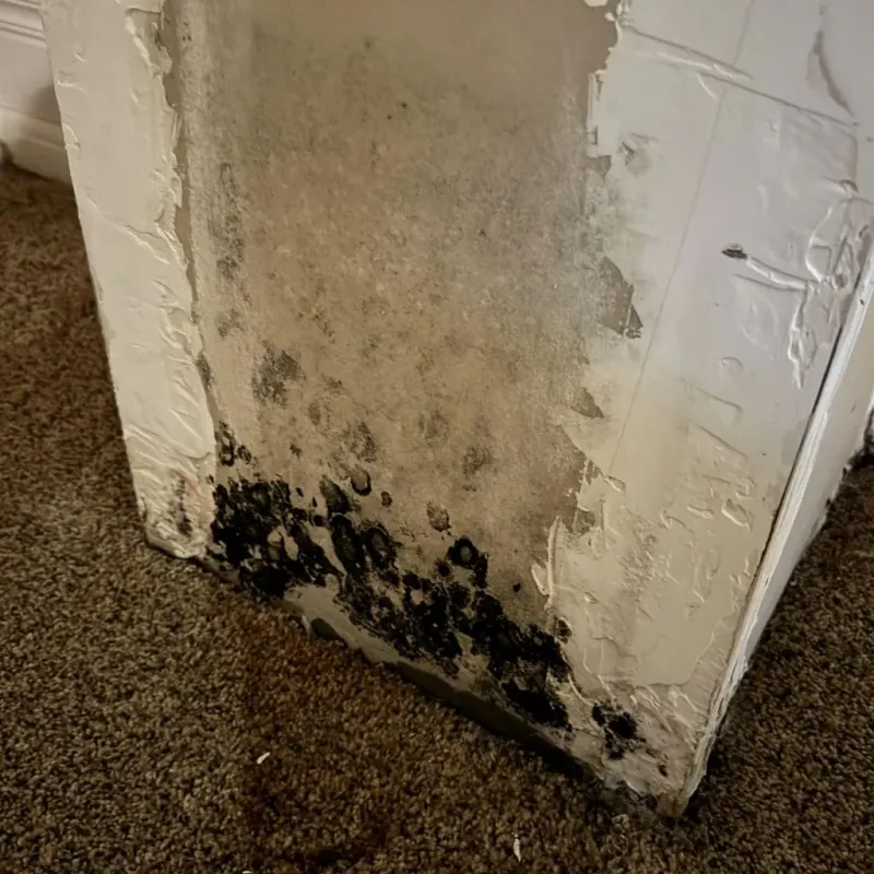 Professional Mold Removal in Masonville, KY